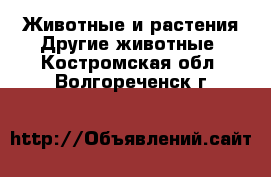 Животные и растения Другие животные. Костромская обл.,Волгореченск г.